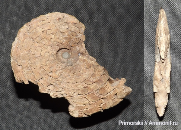 триас, Ceratitida, Приморский край, цератиты, Monneticeras, Triassic