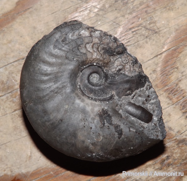 триас, Ceratitida, Приморский край, цератиты, Triassic, Vercherites, Vercherites subcristatum