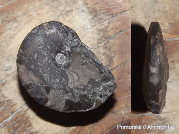 триас, Ceratitida, Приморский край, цератиты, Triassic, Vercherites, Vercherites subcristatum