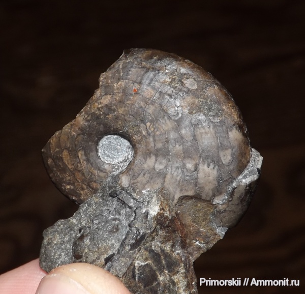 триас, Ceratitida, Приморский край, цератиты, Arctoceras septentrionale, Arctoceras, Triassic