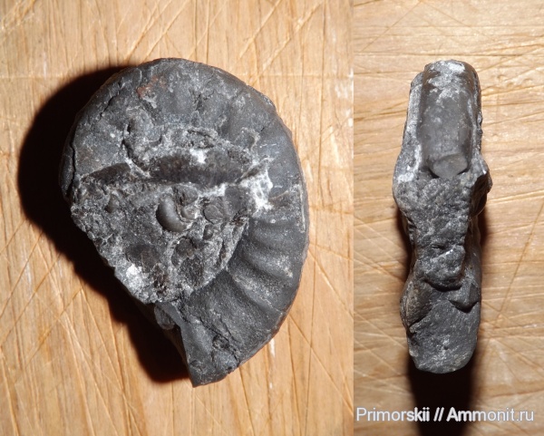 триас, Ceratitida, Приморский край, цератиты, Dieneroceras, Triassic