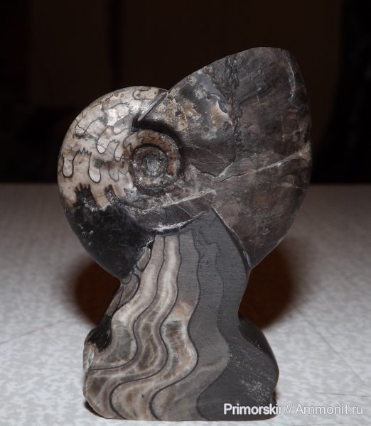 триас, Ceratitida, Приморский край, цератиты, Arctoceras septentrionale, Arctoceras, Triassic