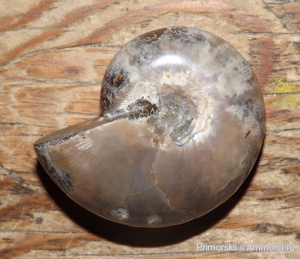 Мадагаскар, прижизненные повреждения, Euphylloceras, Phylloceratidae