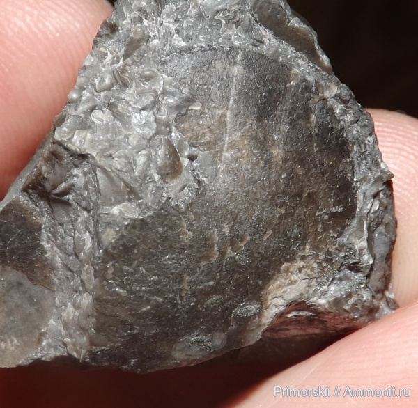 триас, Ceratitida, Приморский край, цератиты, Ussuria, Triassic