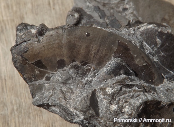 триас, Ceratitida, Приморский край, цератиты, Inyoites sedini, Inyoites, Triassic