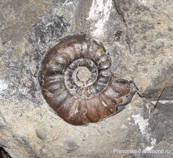 триас, Ceratitida, Приморский край, цератиты, Columbites, Columbites ussuriensis, Triassic