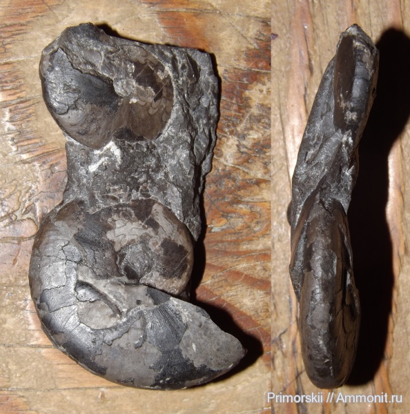 триас, Ceratitida, Приморский край, цератиты, Arctoceras septentrionale, Arctoceras, Triassic, Vercherites, Vercherites subcristatum