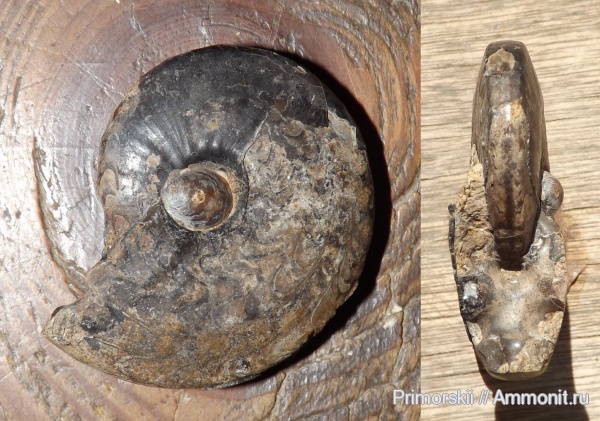 триас, Ceratitida, Приморский край, цератиты, Anasibirites, Anasibirites simanenkoi, Triassic