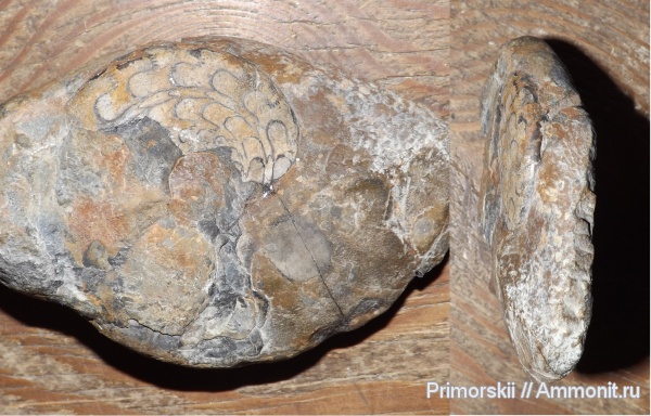 триас, Ceratitida, Приморский край, цератиты, Triassic, Prionites