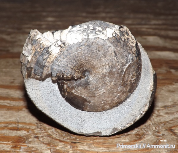 триас, Ceratitida, Приморский край, цератиты, Triassic, Cordillerites