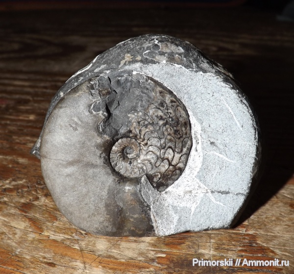 триас, Ceratitida, Приморский край, цератиты, Triassic, Vercherites, Vercherites subcristatum