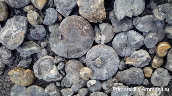 триас, Ceratitida, Приморский край, цератиты, Triassic