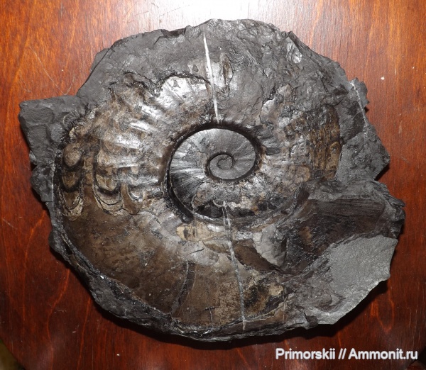 триас, Ceratitida, Приморский край, цератиты, Triassic, Submeekoceras, Submeekoceras subhydaspis