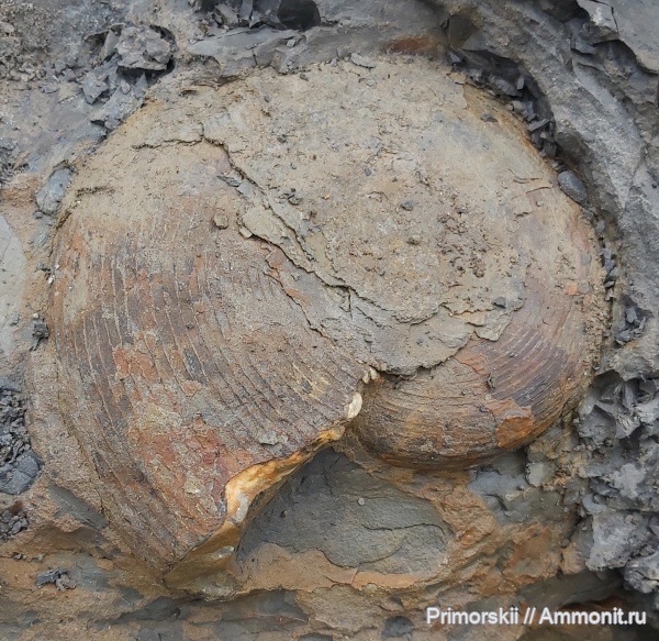 триас, Ceratitida, Приморский край, цератиты, Triassic, Euflemingites, Euflemingites prynadai