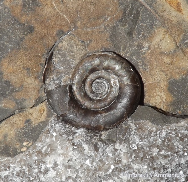 триас, Ceratitida, Приморский край, цератиты, Dieneroceras, Triassic