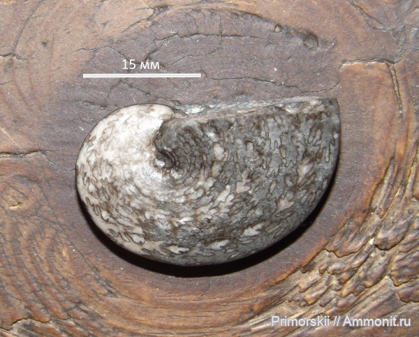 триас, Приморский край, Triassic, Parussuria, Parussuria semenovi