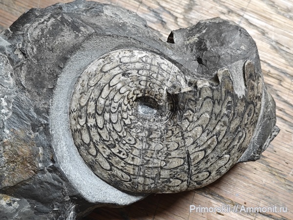 триас, Ceratitida, Приморский край, цератиты, Arctoceras septentrionale, Arctoceras, Triassic