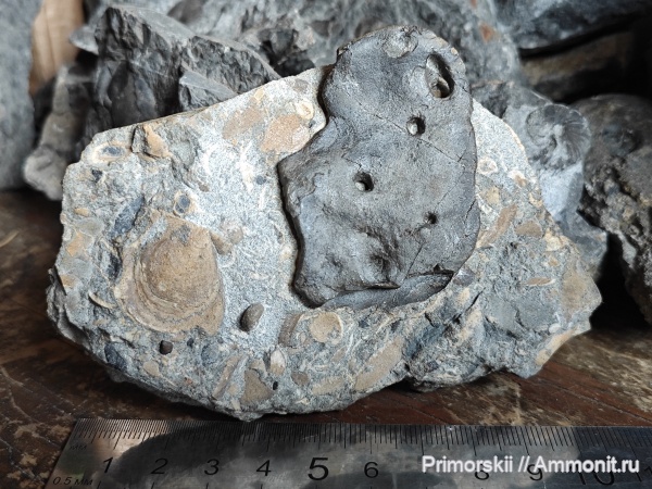 триас, Приморский край, Triassic