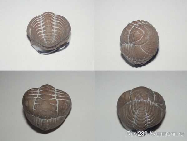 трилобиты, Pliomera, Pliomera fischeri