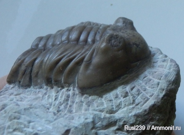 трилобиты, р. Волхов, Asaphus, Ленинградская область