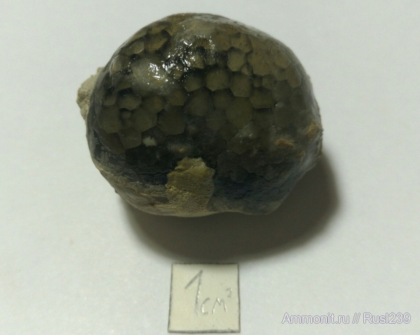 ордовик, р. Волхов, Россия, цистоидеи, палеозой, Ленинградская область