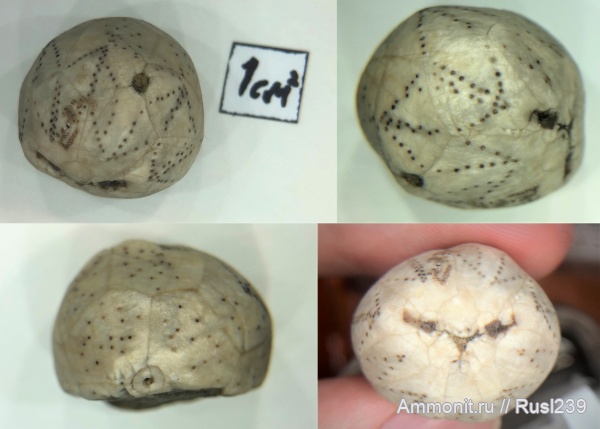 ордовик, р. Волхов, цистоидеи, Hemicosmites