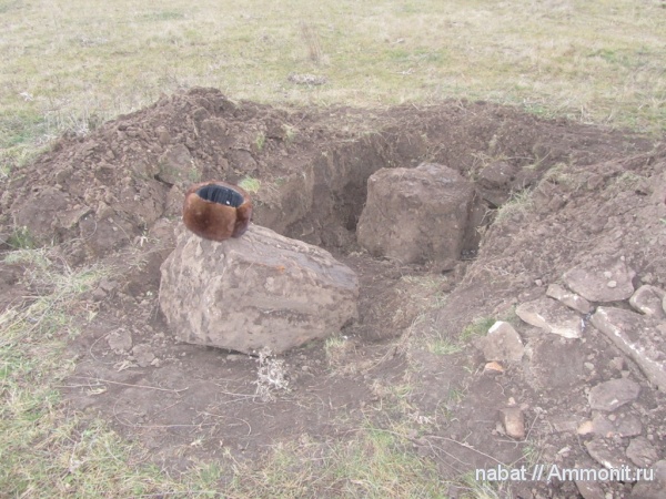 окаменевшее дерево