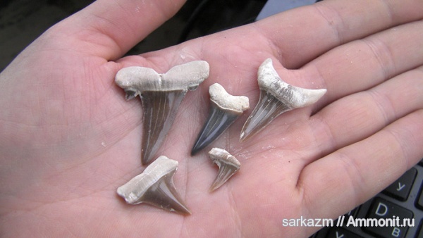 зубы акул, shark teeth