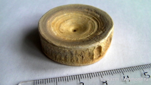 палеоген, позвонки