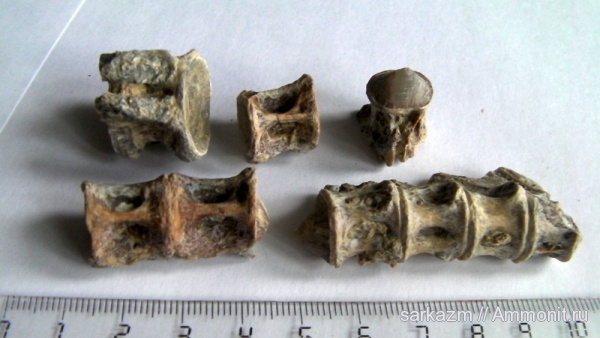 палеоген, позвонки рыб