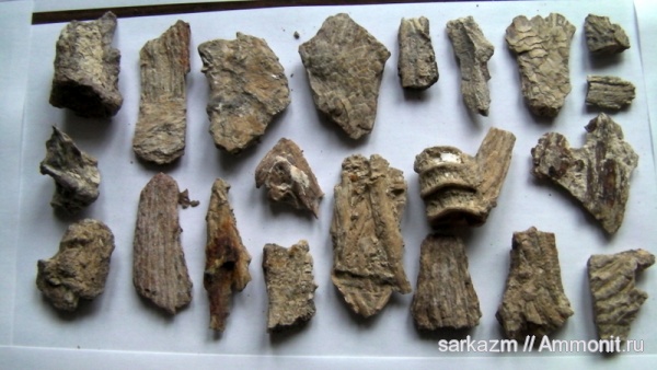 палеоген, позвонки, плавники