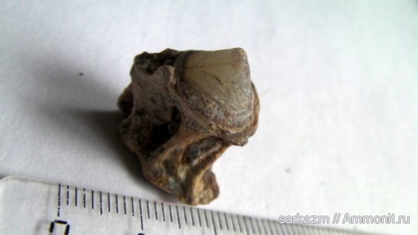 палеоген, позвонки рыб