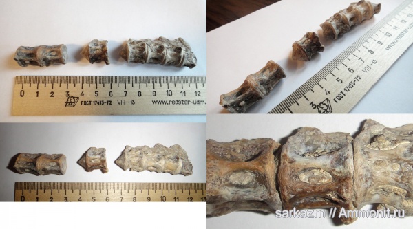 палеоген, позвонки рыб