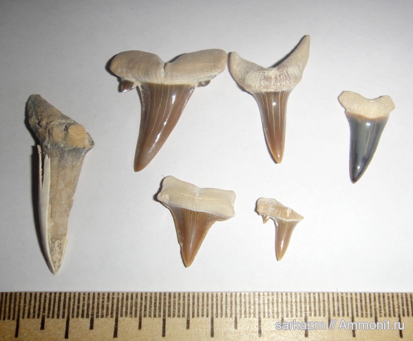 палеоген, зубы акул, shark teeth