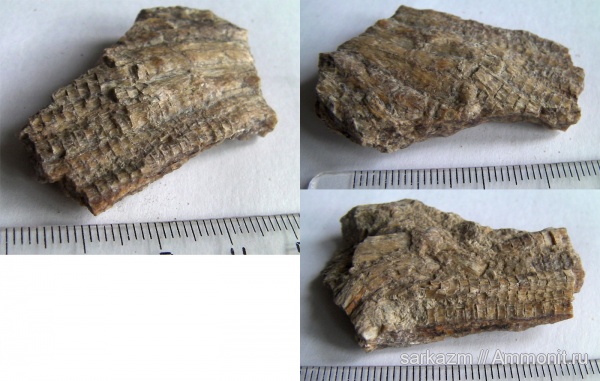 палеоген, позвонки, плавники