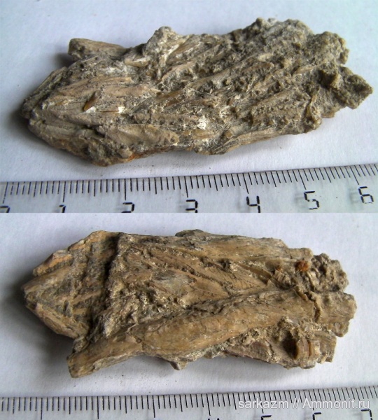 палеоген, позвонки, плавники