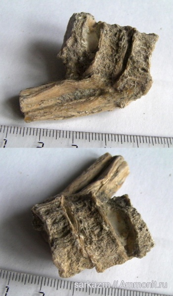 палеоген, позвонки, плавники