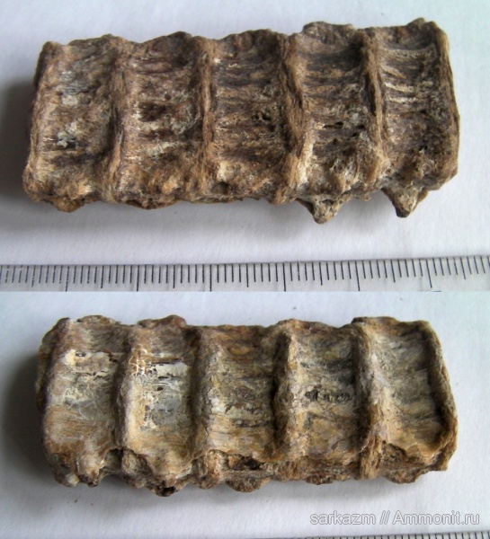 палеоген, позвонки