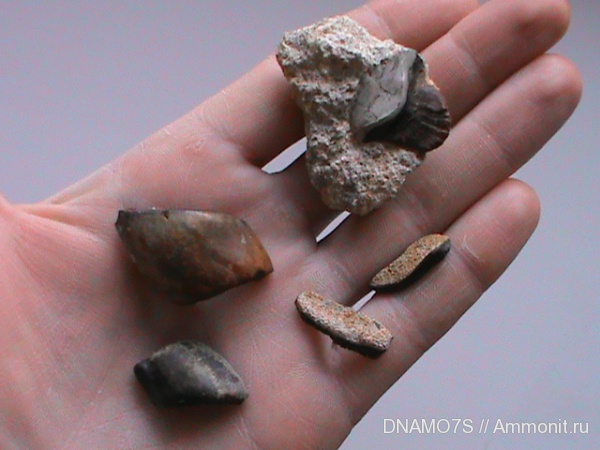 Petalodus, Psephodus