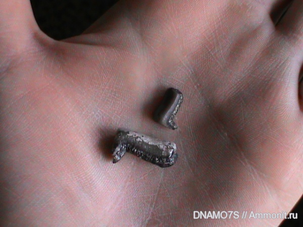 Lagarodus, Chondrichthyes, Psammodontiformes