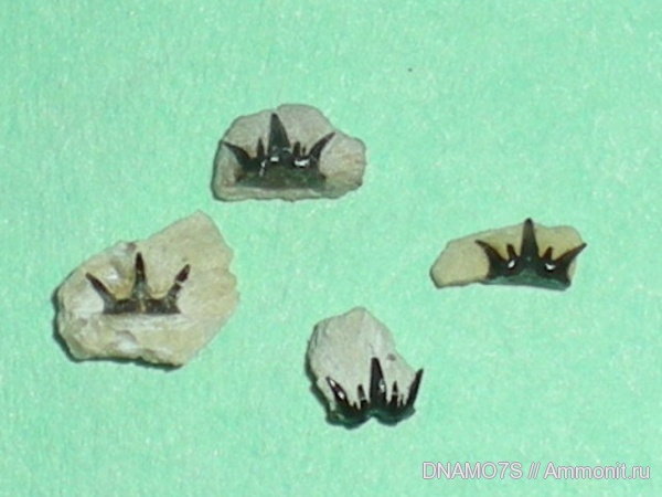 Chondrichthyes, Ctenacanthiformes, Elasmobranchii, Cladodontomorthi, Heslerodus