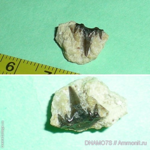 Glikmanius, Glikmanius occidentalis