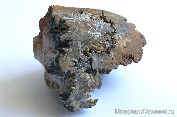 окаменелости, фрагмоконы, порода, Fossils, phragmocones