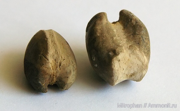 окаменелости, Fossils