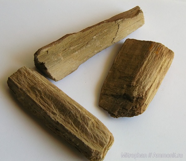 окаменевшая древесина