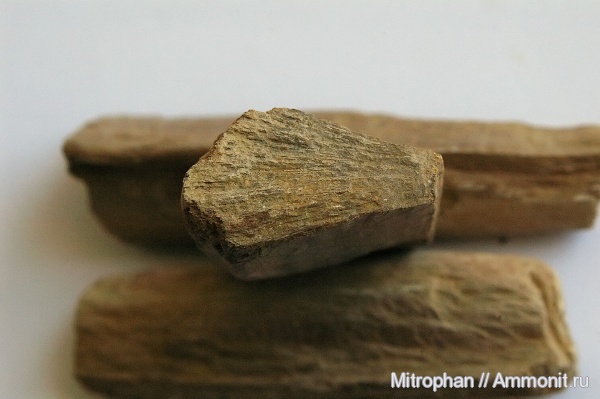 древесина, растения