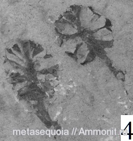 шишки, Metasequoia