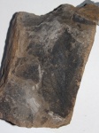 Corylites (Corylus) - что-то из древних фундуков