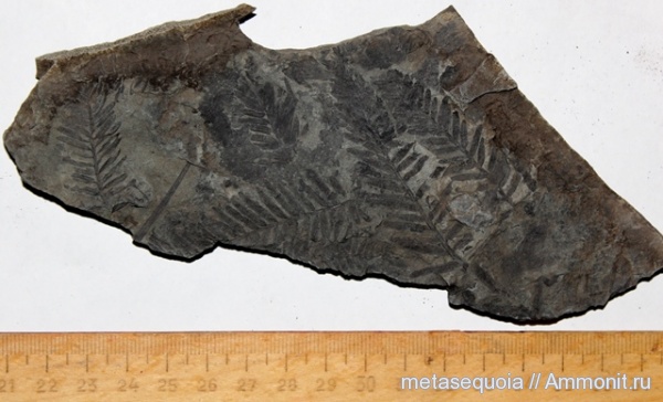 Metasequoia, Taxites