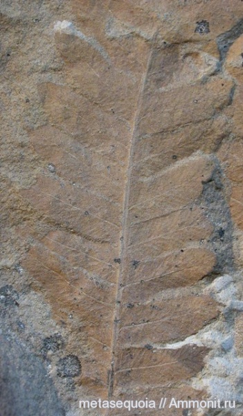 папоротники